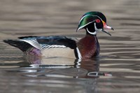 Wood Duck Drake In Breeding Plumage Floats On The River While Calling Fine Art Print