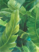 Palms of the Tropics I Fine Art Print