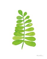 Fresh and Green II Fine Art Print