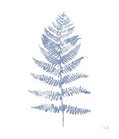 Fern Print II Blue No Shiplap Fine Art Print