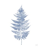 Fern Print I Blue No Shiplap Fine Art Print