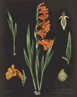 Gladiola Chart Crop Fine Art Print
