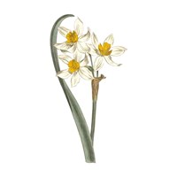 Monument Etching Tile Flowers VIII Fine Art Print