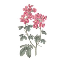 Monument Etching Tile Flowers IV Fine Art Print