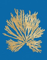Pacific Sea Mosses II Blue Fine Art Print
