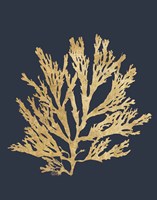 Pacific Sea Mosses I Indigo Fine Art Print