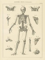 Skeleton Chart Fine Art Print