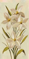 Elegant White Florals II Framed Print