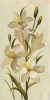 Elegant White Florals I Framed Print
