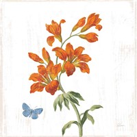 White Barn Flowers VII Sq Fine Art Print