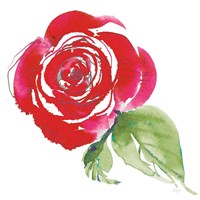 Bold Roses III Framed Print