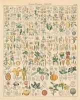 Flora Chart I Fine Art Print