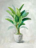 Greenhouse Palm II Fine Art Print