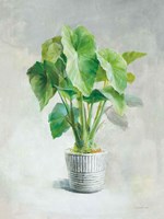 Greenhouse Palm I Fine Art Print