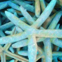 Mama Starfish Fine Art Print