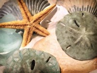 Sand Dollars And Starfish Fine Art Print