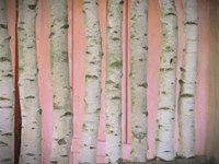 Birch Logs On Pink Fine Art Print