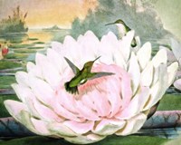 Emerald Hummingbirds Fine Art Print