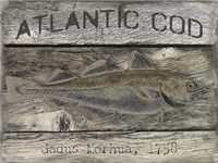Atlantic Cod Fine Art Print