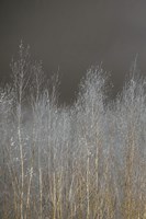 Silver Forest I Framed Print