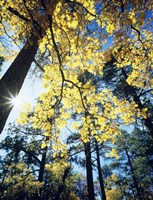 Autumn Trees CA Fine Art Print