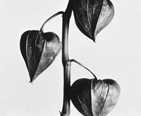 Twig With Seed Pods Fine Art Print