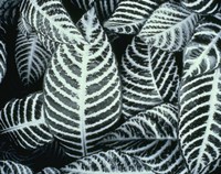 Zebra Leaves Fine Art Print