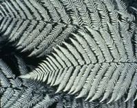 Ferns Fine Art Print