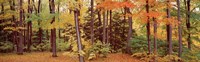 Autumn Trees In A Forest, Chestnut Ridge Park, New York Fine Art Print