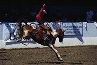 Saddle Bronc Rider Fine Art Print