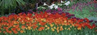 Close-Up Of Flowers In A Garden, Botanical Garden Of Buffalo, New York Fine Art Print