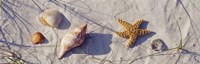 Close-Up Of A Starfish And Seashells On The Beach, Dauphin Island, Alabama Fine Art Print