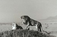 Lion And Lioness On A Hill Fine Art Print