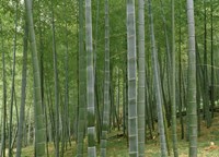 Bamboo Trees In A Forest, Fukuoka, Japan Fine Art Print