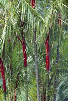 Bamboo And Palm Trees In A Forest Fine Art Print