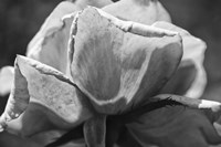 Close-Up Of A Rose Fine Art Print