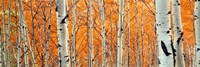 View Of Aspen Trees, Granite Canyon, Wyoming, Fine Art Print