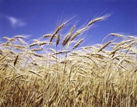 Close-Up Of Heads Of Wheat Stalks Against Blue Sky Fine Art Print