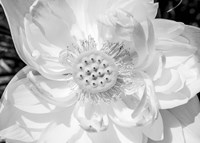 Close-Up Of American White Waterlily Flower Fine Art Print
