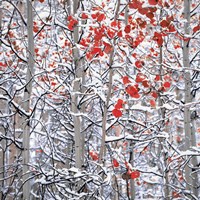 Snow Covered Aspen Trees Fine Art Print