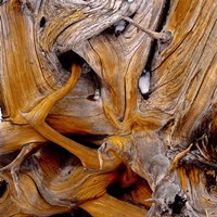 Bark Of Spruce Tree Fine Art Print