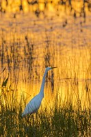 Great Egret At Sunset, Viera Wetlands, Florida Fine Art Print