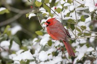 Close-Up Of Male Northern Cardinal In American Holly Fine Art Print