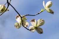 Close-Up Of Flowering Dogwood Flowers On Branches, Atlanta, Georgia Fine Art Print