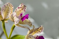 Close-Up Of Orchid Flowers In Bloom Fine Art Print