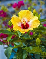 Close-Up Of Hibiscus Flower Fine Art Print