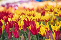 Tulip Blooming In A Garden, Washington State Fine Art Print