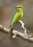 Green Bee-Eater Perching On Branch, India Fine Art Print