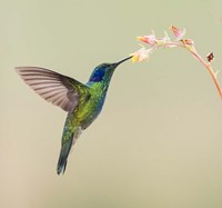 Blue-Eared Violet Hummingbird Feeding On Flower, Talamanca Mountains, Costa Rica Fine Art Print
