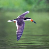 Black Skimmer Flying Over River Fine Art Print